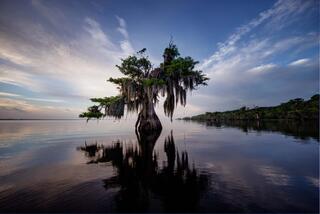 Cypress Lake #14