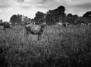 Collier Ranch #4