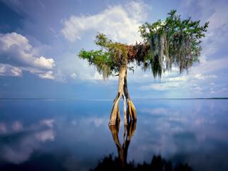 Florida Color