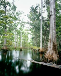 Fisheating Creek #28