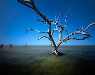 Alligator Point