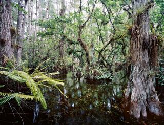 Clyde's Back Pond