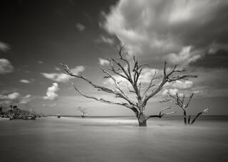 Botany Bay #10