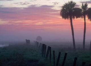 Bull in the Mist