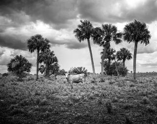 Collier Ranch #3