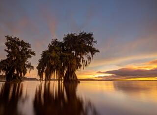 Cypress Sunset #6