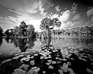 Dead Lakes #10