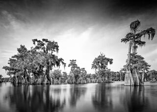 Dead Lakes #12
