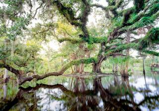 Fisheating Creek Live oak #2