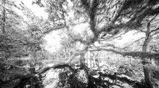 Floded Oak 1