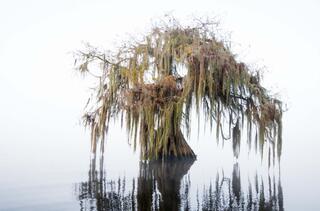 Cypress Fog #10