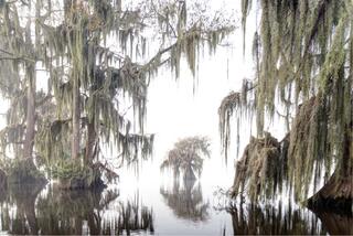 Cypress Fog #5