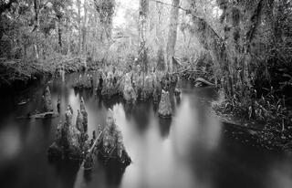 Jack's Branch #2