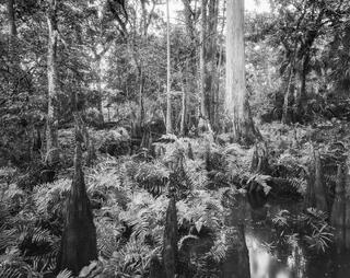 Jack's Branch 4