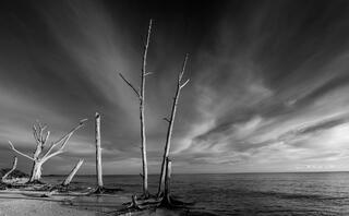 Remnants on the Beach