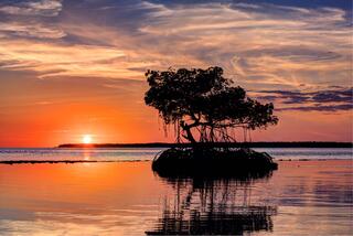 Mangrove Sunset #1