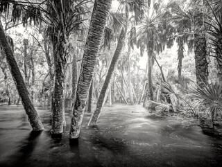 Myakka River State Park #2
