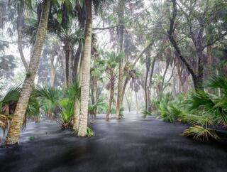 Myakka Flood #4