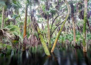 Myakka River State Park #3