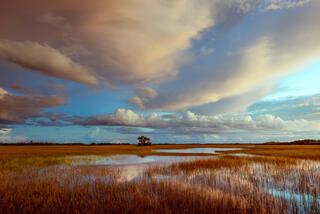 River of Grass #3
