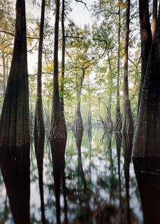 Suwannee River Valley #9