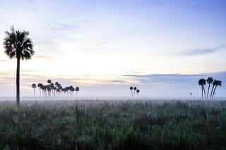 Cattle Ranch #11