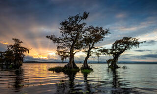 Gray Cypress Sunrise