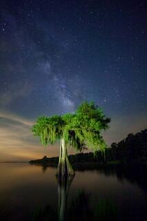 Midnight on the Cypress Lake #1