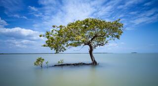 Ten Thousand Islands #7