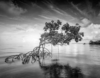 Alligator Point