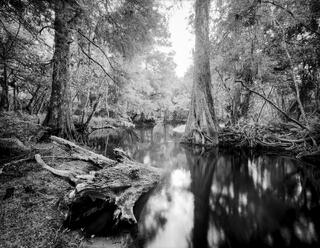 Arbuckle Creek is an intimate cypress lined creek that take you back in time to primitive Florida