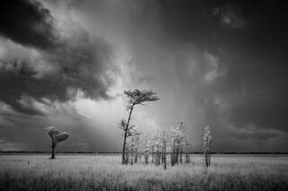 Big Cypress Prairie #4