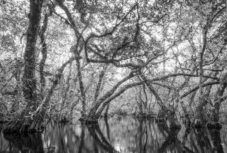 Big Cypress Slough