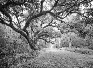 Bird Rookery Swamp #1