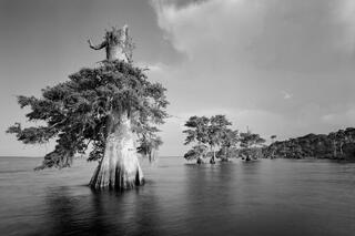 Blue Cypress Lake #15