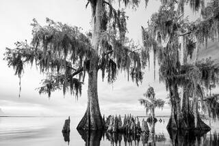 Blue-Cypress Lake Knees