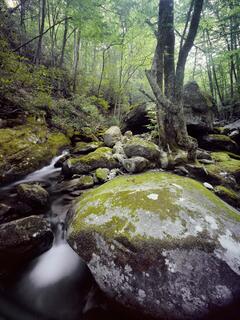 Blue Ridge Forest #2