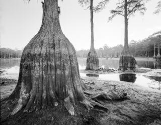 If Dr Seuss made trees