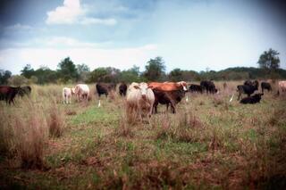 Collier Ranch #9