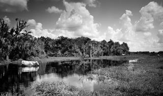 Cows on the Creek #1