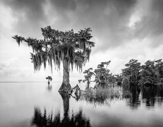 Cypress Lake Stillness