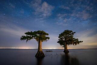 Cypress Lake Night #2