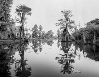 Dead Lakes #11