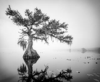Grey Cypress Lake #3