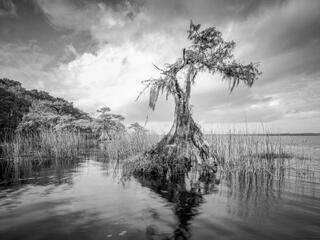 Cypress trees in water appear to defy nature, their beauty never goes unnoticed by me.