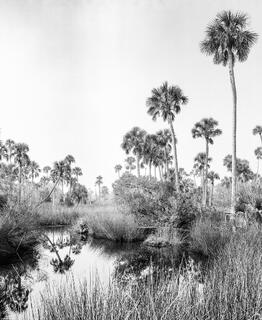 Salt Marsh Lower Suwannee