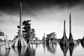 Dead Lakes #8