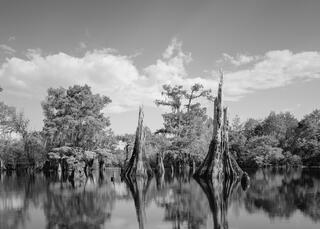 Dead Lakes #6