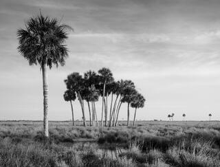 Cattle Ranch #13