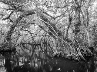 Everglades Slough #5
